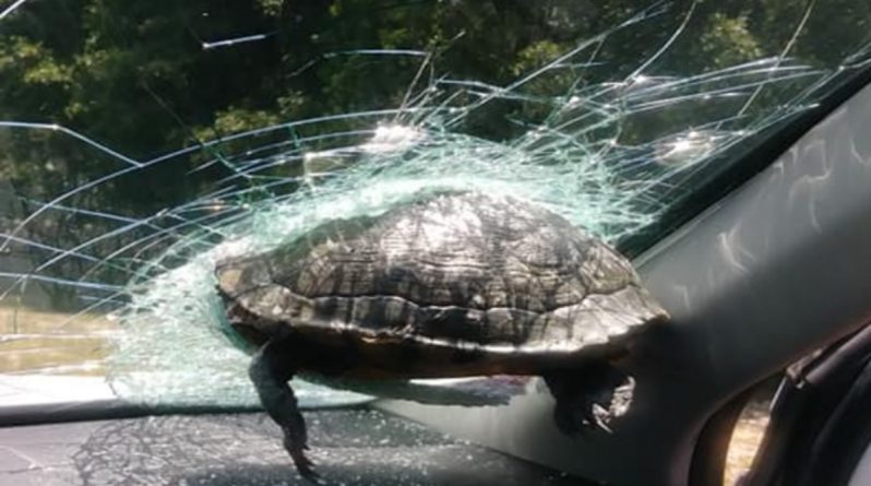 Локальные новости: Черепашка на большой скорости врезалась в стекло машины, ехавшей по магистрали Джорджии