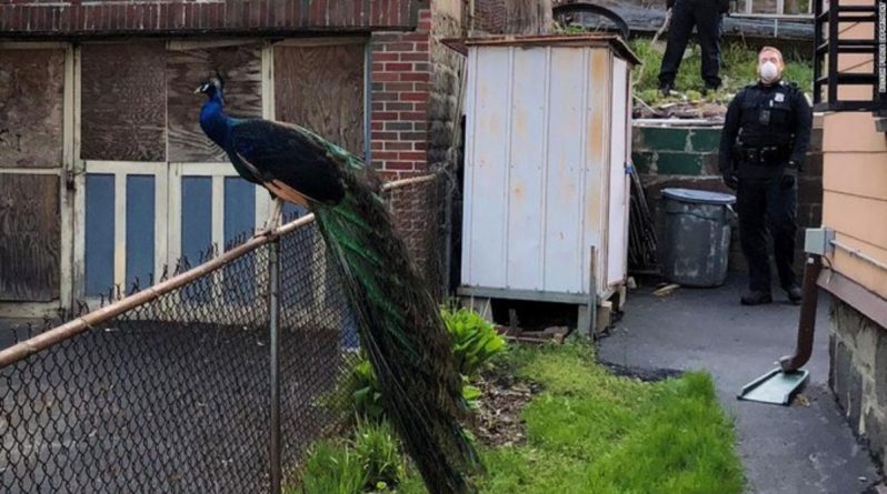 Досуг: Офицер воспроизвел брачный крик павлина, приманивая сбежавшую из зоопарка птицу