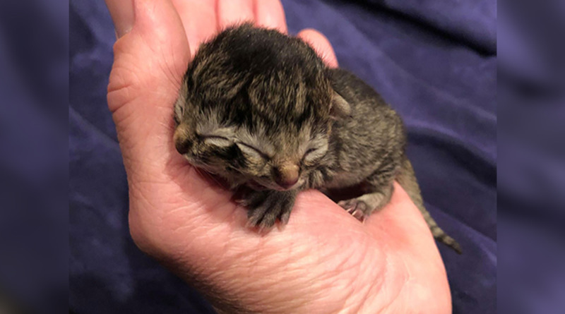 Локальные новости: Мяукает одним ртом, ест другим: в США родился котенок с двумя мордочками (фото)