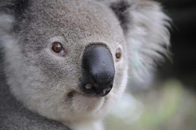 В мире: В зоопарке в Австралии родилась коала. Это первый случай, после разрушительных пожаров