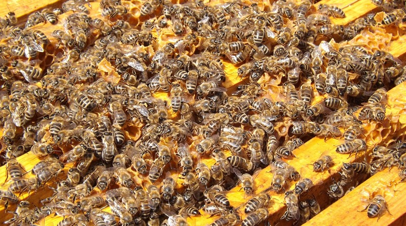 Локальные новости: В США агрессивный рой пчел убил трех собак