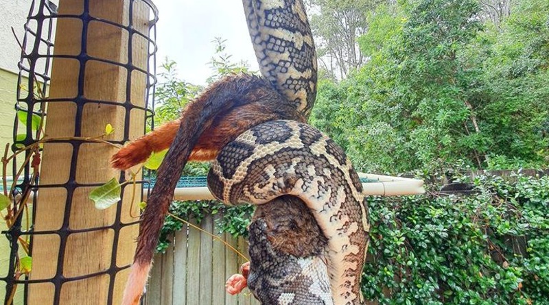 В мире: Дикая, дикая Австралия: огромный питон проглотил целого опоссума на заднем дворе дома