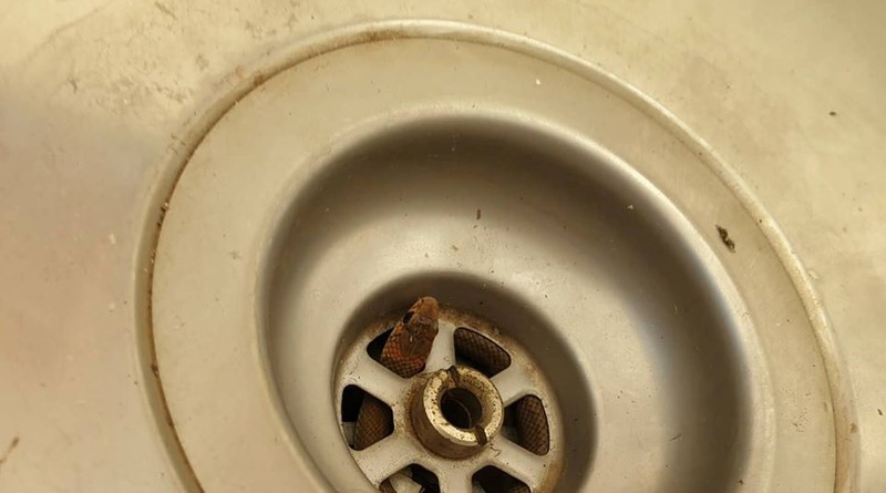 В мире: Мужчина мыл посуду, когда из слива раковины выскользнула смертельно опасная змея