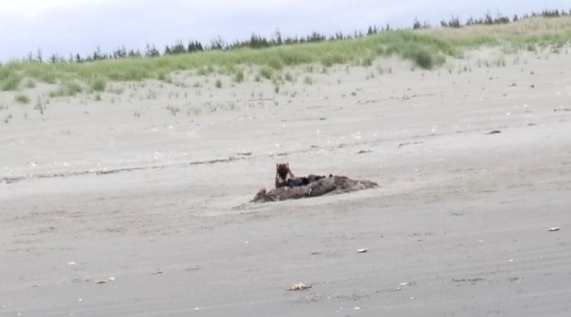 Локальные новости: Женщина рассказала, что видела росомаху на пляже в США: сначала ей не поверили