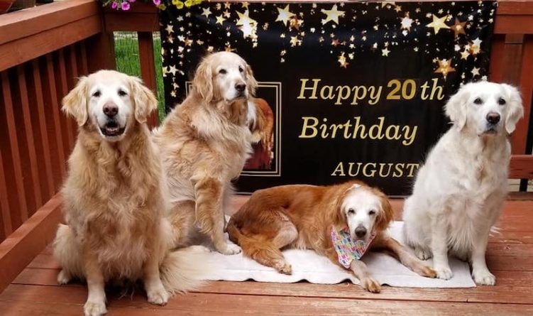 Локальные новости: Собака из Теннесси стала старейшим золотистым ретривером в мире, отпраздновав 20-й день рождения
