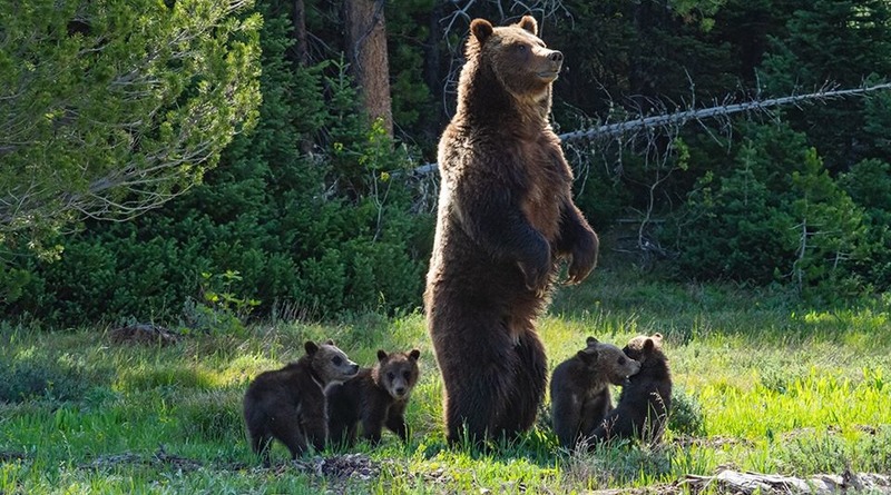 Локальные новости: В Йеллоустоуне заметили «прабабушку-медведицу», которая родила десятки медвежат, живущих в парке
