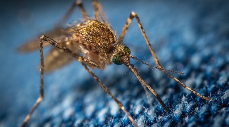 Наука: Комары будут все больше заражать американцев смертельно опасной болезнью