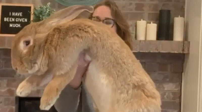 Видео: В США живет гигантский кролик почти в человеческий рост: у него сотни тысяч подписчиков в Instagram