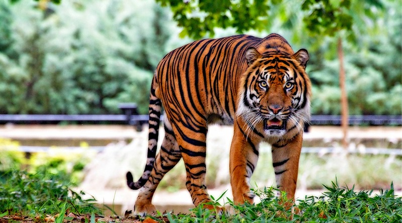 Локальные новости: В Калифорнии зоопарк прокомментировал сообщения о тигре, вырвавшемся на свободу