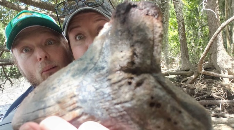 Локальные новости: Пара нашла зуб мегалодона – гигантской доисторической акулы – и этот зуб размером с руку человека