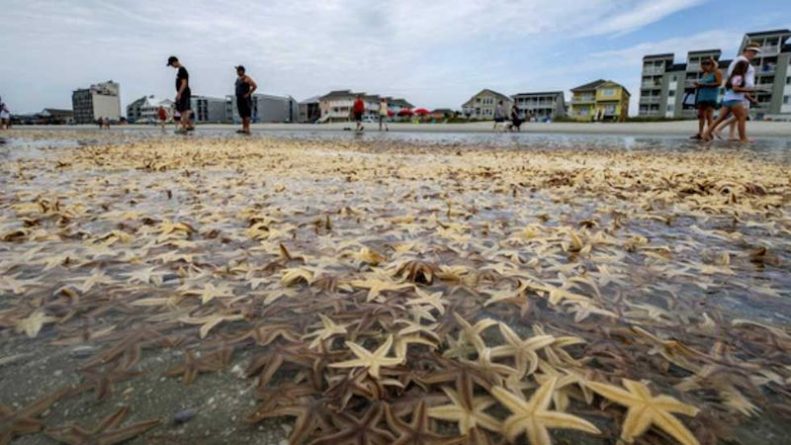 Локальные новости: В Северной Каролине на берег выбросило тысячи морских звезд