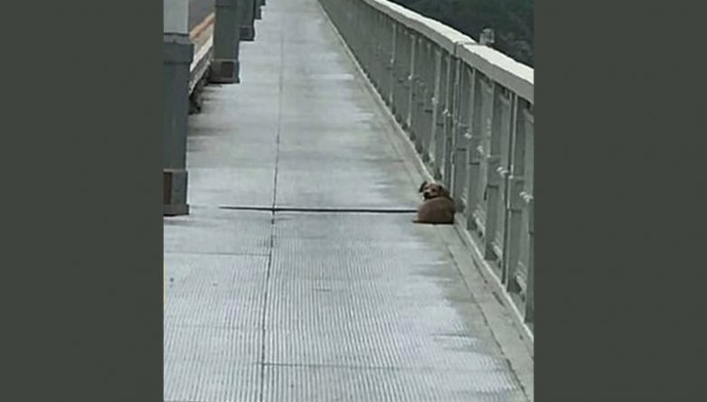Локальные новости: Верный пес 4 дня ждал на мосту хозяина, который покончил с собой