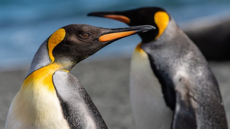 Локальные новости: Умирающего пингвина спасла любовь второй половины, не покидавшей его во время болезни