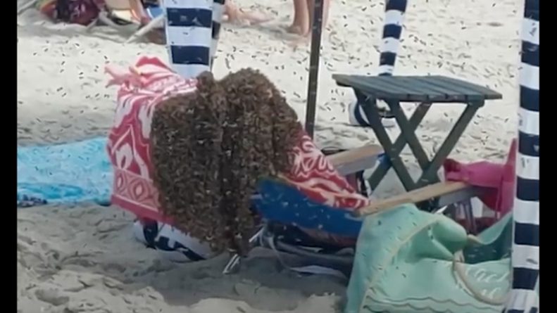Локальные новости: «Просто жуть»: На видео тысячи пчел летают по пляжу в Нью-Джерси