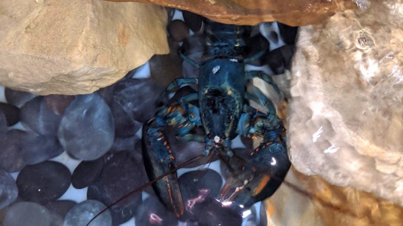 Локальные новости: Редкий синий лобстер из Red Lobster должен был стать обедом — но теперь живет в зоопарке Огайо