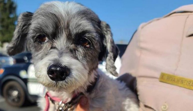 Локальные новости: В Калифорнии щенок лаял изо всех сил, пока его не спасли из раскаленной машины