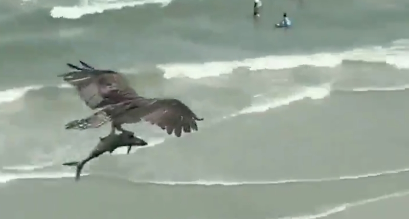 Локальные новости: На вирусном видео хищная птица летела над пляжем с «акулой» в когтях