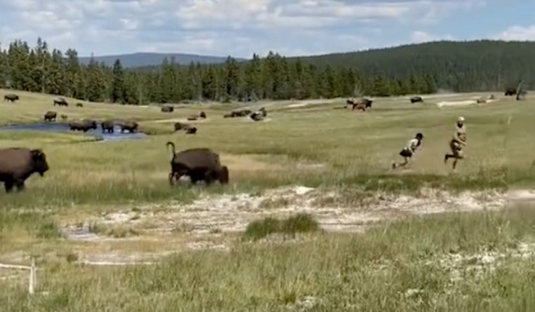 Локальные новости: Находчивая туристка пережила нападение бизона, притворившись мертвой