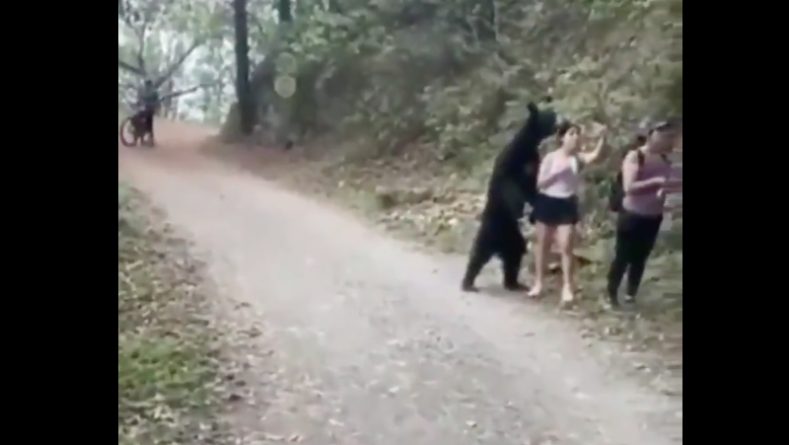 Локальные новости: Видео, на котором туристка делает селфи с подобравшимся вплотную медведем, стало вирусным