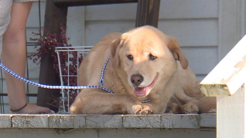Локальные новости: Пропавшая в Канзасе собака прошла 50 миль, чтобы попасть в свой старый дом в Миссури