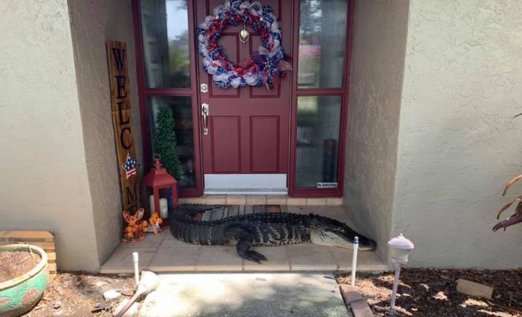 Локальные новости: Семья из Тампы обнаружила у входа в дом гигантского аллигатора
