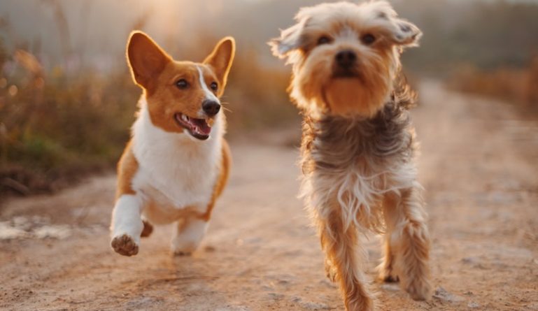 Здоровье: Лучший друг человека: Собаки могут унюхать больных коронавирусом с вероятностью 94%