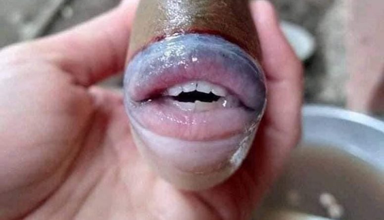 Путешествия: Фото рыбы с человеческими зубами и губами стало вирусным