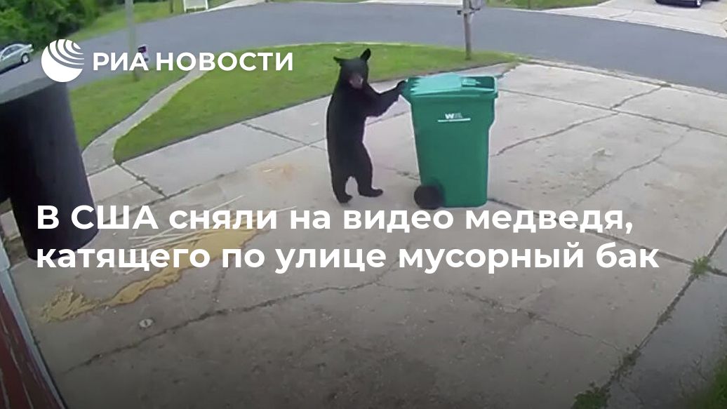 В США сняли на видео медведя, катящего по улице мусорный бак