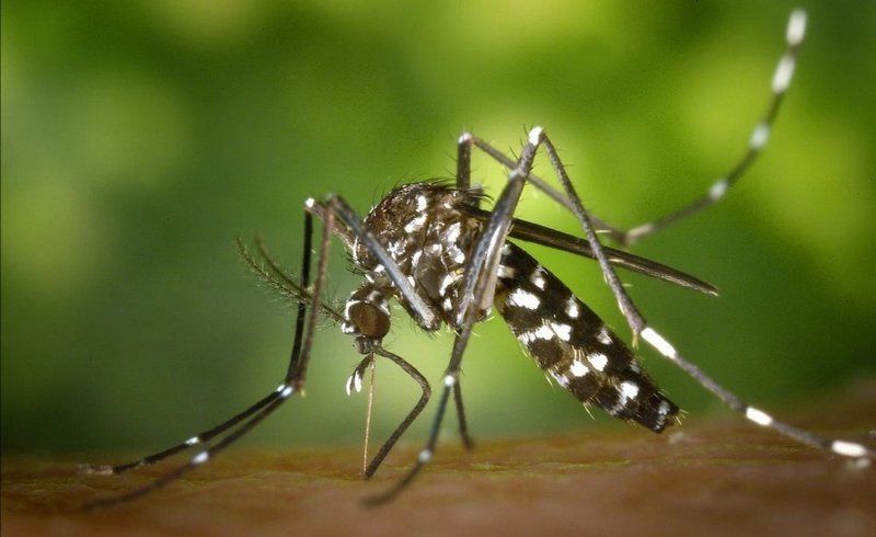 В США выпустят на волю 750 миллионов ГМО-комаров: стало известно, зачем