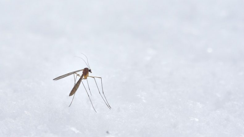 Здоровье: Во Флориде выпустят 750 миллионов генно-модифицированных комаров. Это опасно?