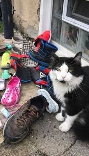 фотография кота с украденной обувью
