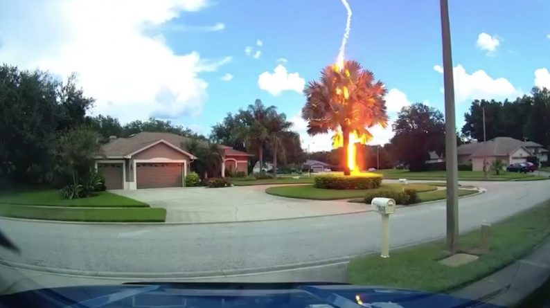 Локальные новости: На видео молния ударила в дерево во Флориде в солнечный день