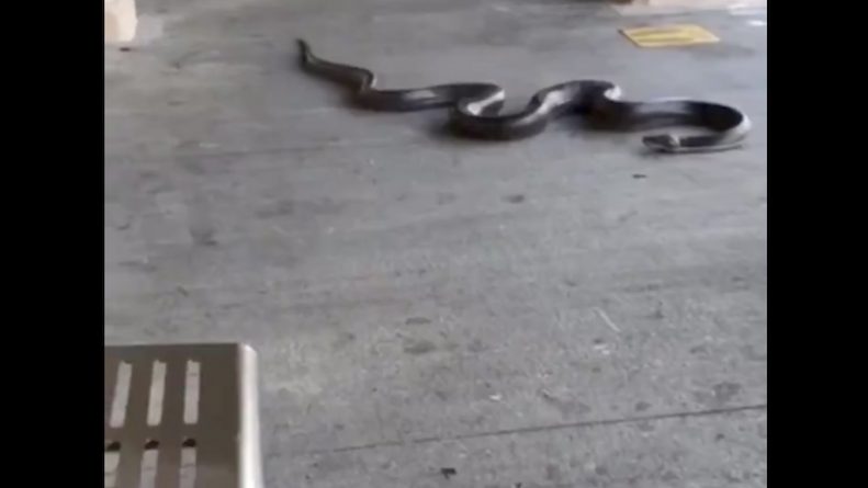 Локальные новости: На вирусном видео по платформе метро Нью-Йорка ползет гигантская черная змея