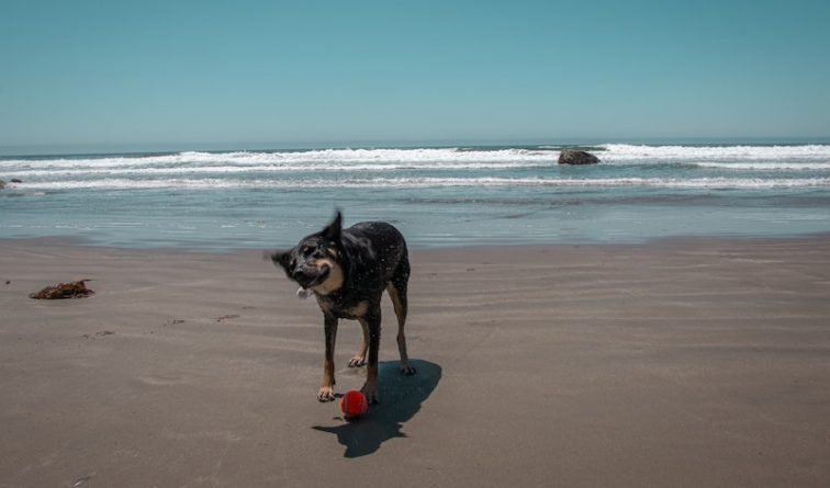Полезное: Почему морская вода опасна для вашей собаки?