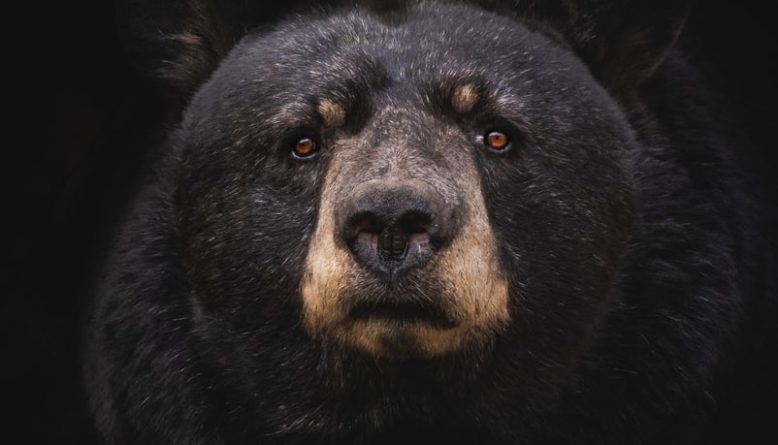 Локальные новости: Черный медведь ворвался в дом на Аляске, напугав семью из 12 человек, выломал окно и сбежал