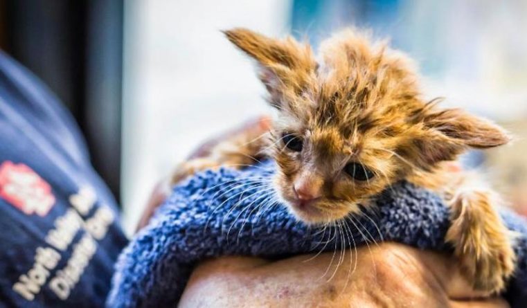 Локальные новости: Котенка «Малыша Йоду» спасли во время пожаров в Калифорнии