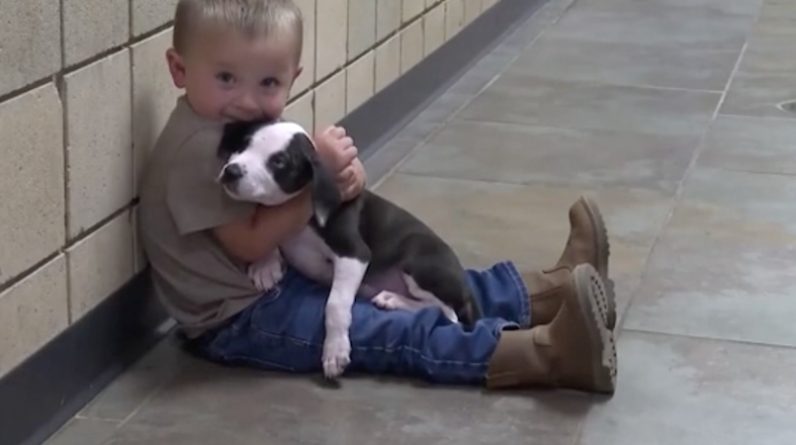 Локальные новости: Малыш с заячьей губой усыновил собаку-спасателя — тоже с заячьей губой