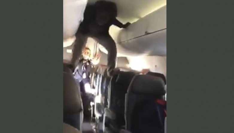 Локальные новости: Пассажирку из «Экзорциста» сняли с рейса, когда она забралась на сиденья и разразилась ругательствами