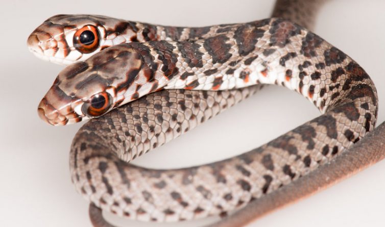 Локальные новости: Кот жительницы Флориды нашел редкую двуглавую змею и принес в дом