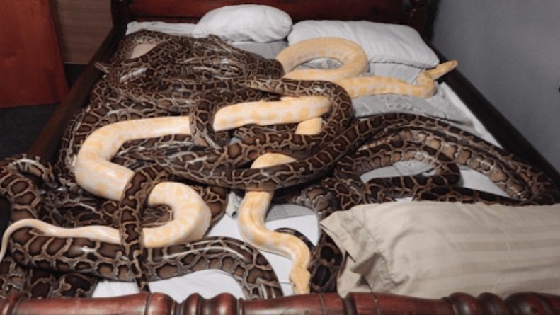 Локальные новости: Любитель змей держал дома 20 питонов, 585 крыс и 46 кроликов