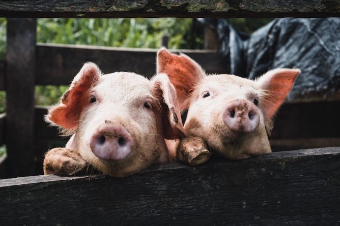 Полезное: PETA попросила отказаться от оскорблений «свинья» и «курица» — положив начало ожесточенным спорам в соцсетях
