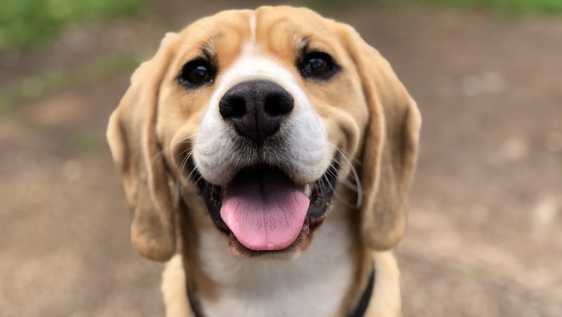 Локальные новости: Исследователи из университета Флориды научили собак обнаруживать COVID-19