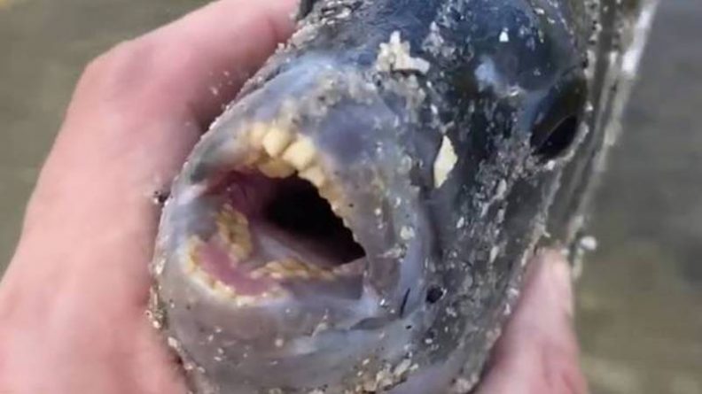 Локальные новости: Во Флориде мужчина поймал странную рыбу с «полосками зебры» и «человеческими зубами»