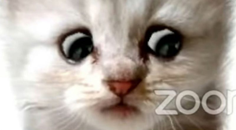 Локальные новости: «Я не кот»: Прокурор не смог отключить кошачий фильтр во время виртуального слушания