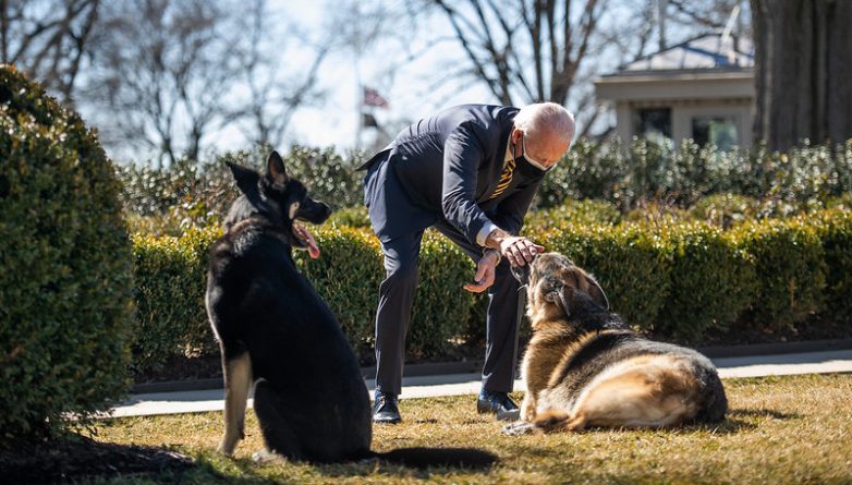 Политика: Источники говорят, что собак Байдена отослали из Белого дома из-за нападения на охранника