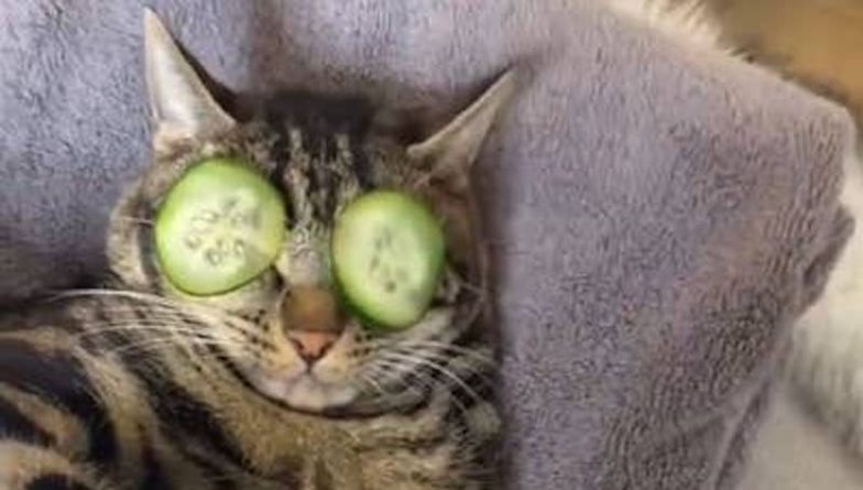 Полезное: Кот, наслаждавшийся спа-днем на вирусном видео, стал звездой интернета