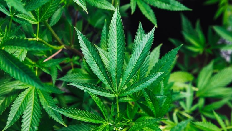 Закон и право: Куомо подписал закон, легализующий рекреационную марихуану в Нью-Йорке