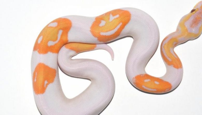 Локальные новости: Заводчик из Джорджии продал уникальную «улыбчивую змею» за $6 тыс.