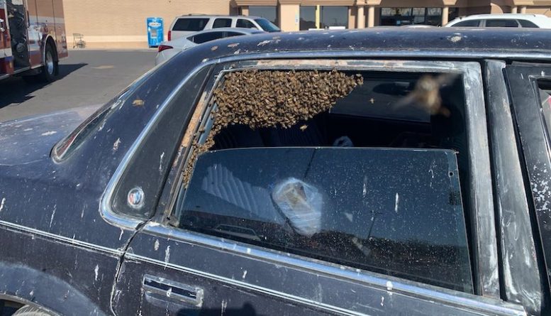 Локальные новости: Мужчина вышел из магазина и обнаружил на заднем сидении машины 15 тыс. пчел