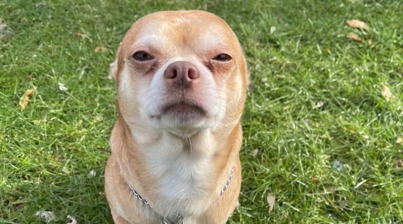 Полезное: Объявление об усыновлении «Чаки в теле собаки» сделало чихуахуа звездой интернета